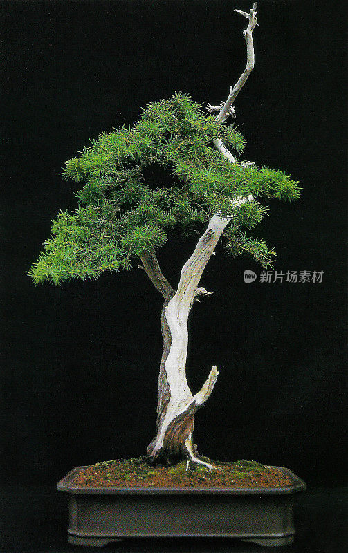 近距离拍摄浮木(Sharimiki)风格的盆景树，刺柏(Juniperus rigida)盆景工作室拍摄，黑色背景